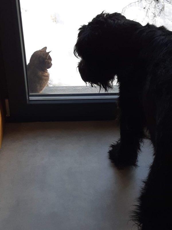 catsarecruel naSlovensko